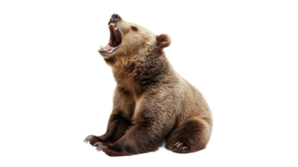 Bear yawns while sitting in a natural pose
