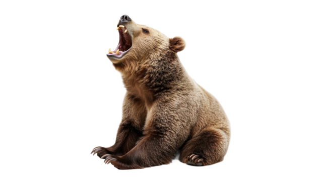 Bear yawns while sitting in a natural pose