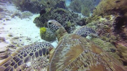 over the shoulder shot of a Green sea turtle swimming and foraging over colorful coral reef, patterned shell shimmering through sunlit waters near balicasag island, philippines