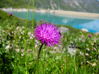 violette Blume &uuml;ber einem Staudsee