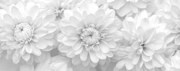 Elegant white dahlias in bloom displaying petal intricacy and delicate beauty