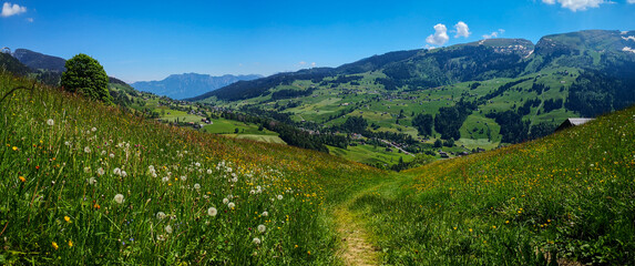 Frühlingswiese in hügeliger Landschaft