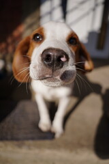 beagle dog snout