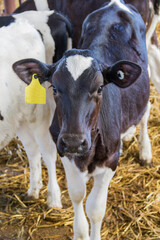 holstein calf © Peter