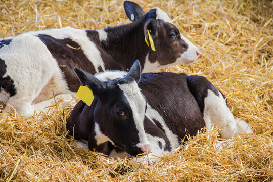 pair of young holstein calves