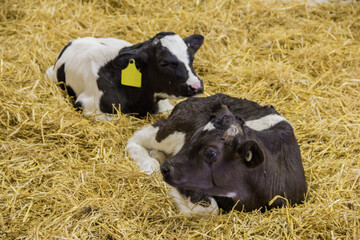 pair of young holstein calves