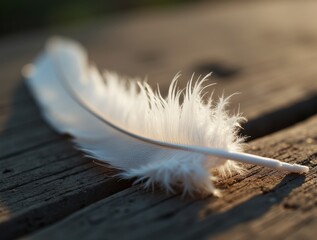 White feather resting on textured wood, fine feather details highlighted, representing fragility and natural beauty, soft shadows.