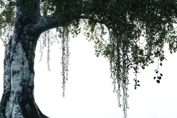 A tall willow tree with long hanging roots agai