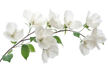 Bougainvillea branch with white flowers in bloom