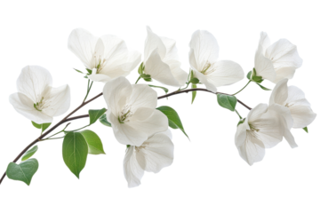 Bougainvillea branch with white flowers in bloom