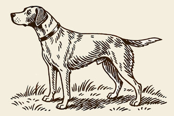 Dog vintage engraved vector illustration