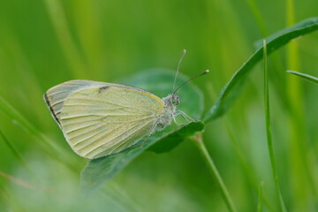 A Large White butterfly on Meadow. Pieris brassicae. Large Cabbage White butterfly with closed wings sits on a green clover. . 
