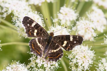 A Map butterfly sits on a white flower with green background. Araschnia levana f. prorsa. Wildlife scene with a butterfly 