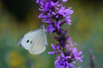 A Large White butterfly on Meadow. Pieris brassicae. Large Cabbage White butterfly with closed wings sits on a purple flower. 
