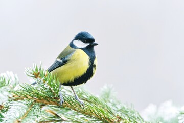 Obraz premium A cute great tit sits on a spruce twig. Wildlife scene with a colorful titmouse. Parus major