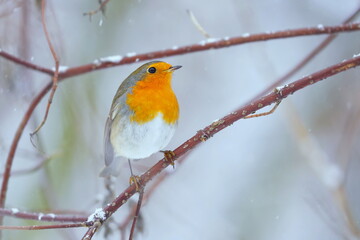 A cute european robin sits on a branch. Winter scene with a redbreast. Portrait of a colorful songbird. Erithacus rubecula