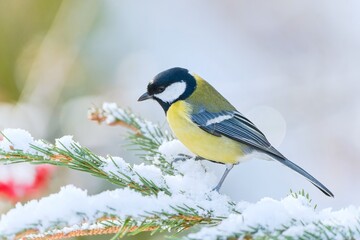 Fototapeta premium A cute great tit sits on a spruce twig. Wildlife scene with a colorful titmouse. Parus major
