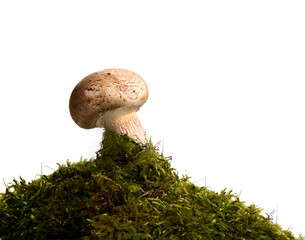 mushrooms