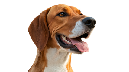 Happy dog with a joyful expression in close up