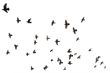 Flocks of flying pigeons isolated on white background. Save with clipping path.
