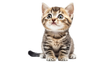 Fototapeta premium Cute kitten with big blue eyes looking up