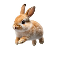 Obraz premium rabbit isolated on white background