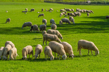 Obraz premium Herd of sheep peacefully grazing on a beautiful green meadow.