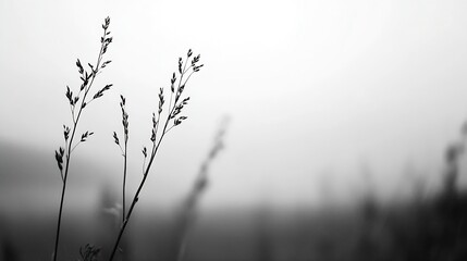 Obraz premium Artistic silhouette of grass in fog on a muted background for a minimalist and serene effect : Generative AI