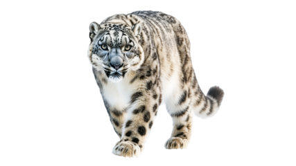Majestic snow leopard walking in natural habitat