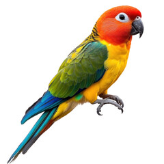 Fototapeta premium blue and yellow sun conure
