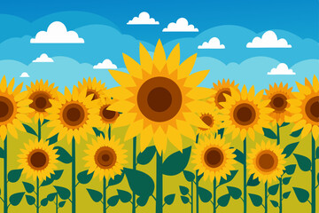 sunflower field with sunflowers