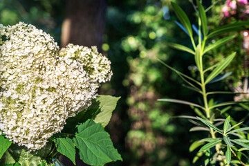 Beautiful bouquet of white hydrangeas paniculata in a vase in a summer garden close-up