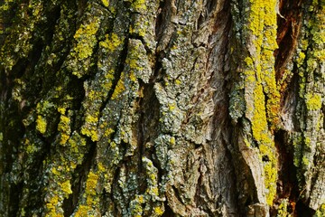 Bark of tree with green moss forest nature background