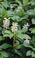 Obraz premium In the garden there is a valuable groundcover dwarf semi-shrub Pachysandra terminalis