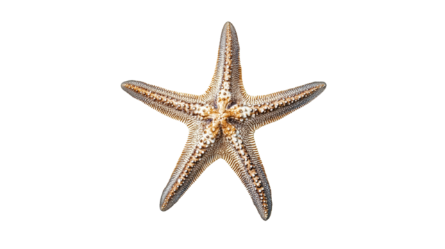 Colorful starfish resting on a sandy surface