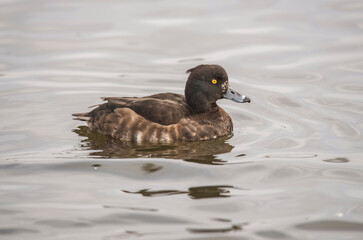 Tufted duck on a loch in Scotland, close up