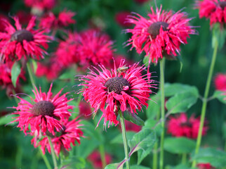 Obraz premium In the garden red flowers in bloom monarda