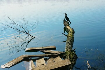 Big cormorant bird standing on tree trunk on the sun