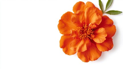 Single Orange Marigold Blossom with Green Leaves on White Background