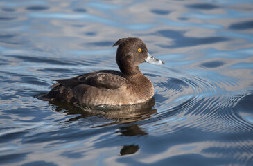 Tufted duck, female, on a loch, close up