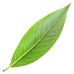 Obraz premium Slender Willow Leaf on White Background