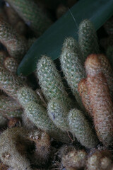 lady finger cactus
