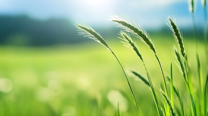 Closeup view of grass swaying in the gentle breeze under bright sunlight in a vast field : Generative AI