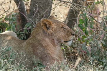 lion dans le parc du Serengeti en Tanzanie