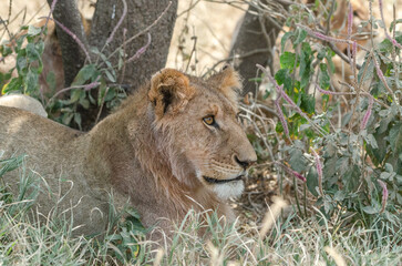 lion dans le parc du Serengeti en Tanzanie