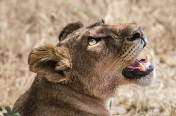 lion dans le parc du Serengeti en Tanzanie