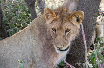 lion dans le parc du Serengeti en Tanzanie