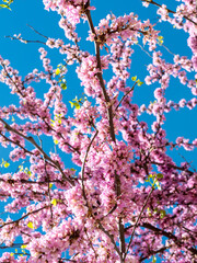 vertical image closeup many pink blooming redbud flowers (Cercis siliquastrum) on clean blue sky background