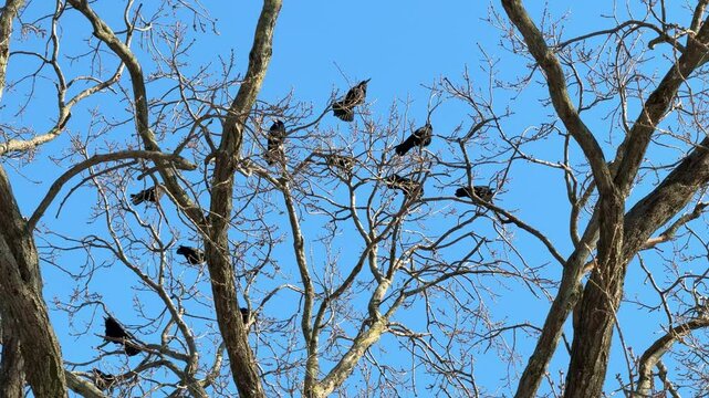 Crows sit on the trees and caw loudly.