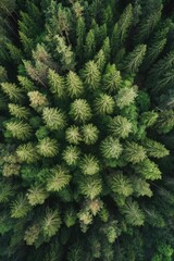 Fototapeta premium A dense, lush forest with tall trees and a vibrant green canopy.